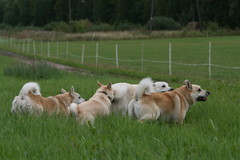 Buhund-lauma