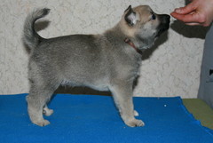 Ratsunummen Arsi-Rutger 5 weeks