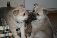5 weeks