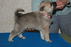  Ratsunummen Aava-Lene  5 weeks