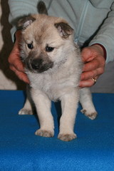 Alma-Lotte