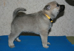 Ratsunummen Arve-Rikke 5 weeks
