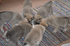5 weeks (c) M.Raivio