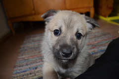 5 weeks (c) M.Raivio