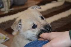 5 weeks (c) M.Raivio