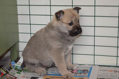 5 weeks (c) M.Raivio