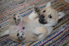5 weeks (c) M.Raivio