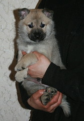 Arsi-Rutger