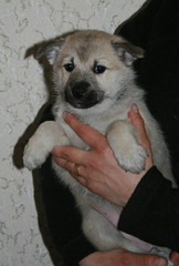 Aava-Lene