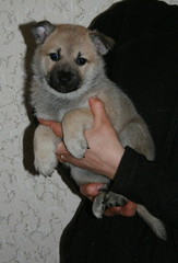 Alma-Lotte