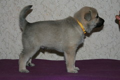 Arve-Rikke 6vko