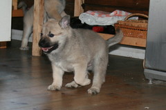 Arsi