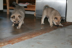 Arsi & Aarli