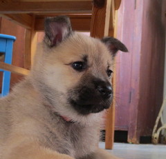Aava