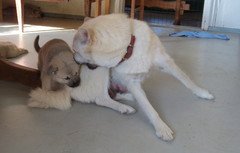Arve & Lukka