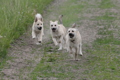 August, Alma, Arve 15 vko