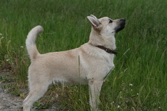 Arve 15 vko