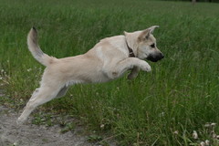Arve 15 vko