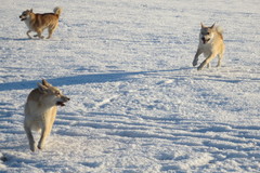 Ruso, Ruska & August 1/2014