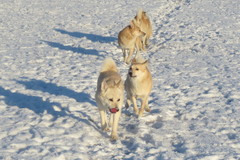 Lukka, Ruska , Ruso & August 1/2014
