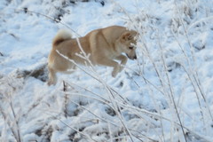 Ruska 1/2014