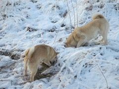 Ruska & Lukka 1/2014