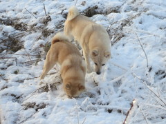 Ruska & Lukka 1/2014