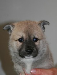 Clara-Mai (lilac) 5 vko