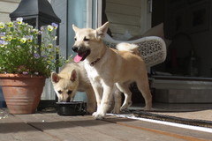 Peppi & Luca 2.7-14