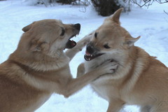 Ruska & Peppi 12/2014