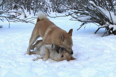 Ruska & Peppi 12/2014