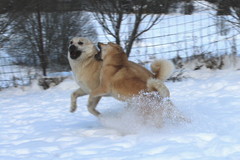 Lukka & Ruska 12/2014