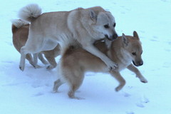 Ruska,Lukka & Peppi 1272014