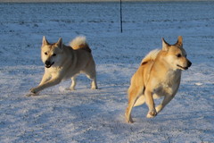 August & Ruso 1/2015