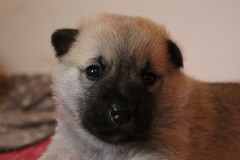 Lila 3 vko