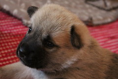 Lila 3 vko