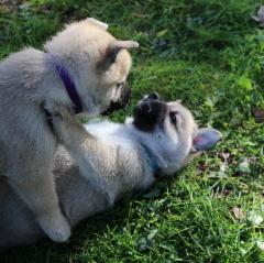 Remu & Oula