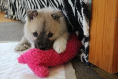 Kira