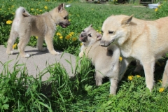 7,5 vko