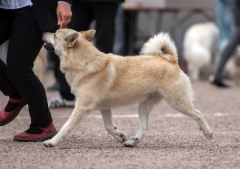 SSKY -15 (c) ansun.fi