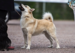 SSKY-15 (c) ansun.fi