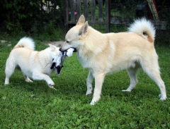 Peppi & August 6/15