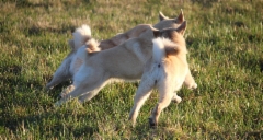 Ruska, Peppi & Bibi