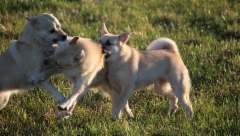 Ruska, Peppi & Bibi