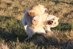 Ruska & Peppi