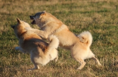 Peppi & Ruska