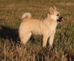 4 kk
