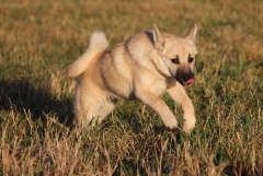 4 kk