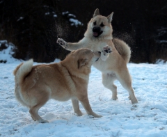 Ruska & Peppi 1/2016