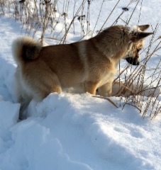 Bibi 1/2016